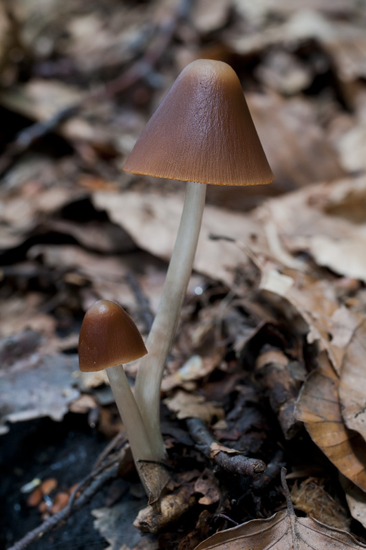 Psathyrella conopilus